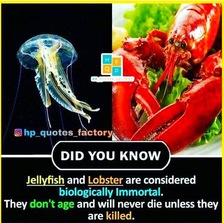 DID YOU KNOW??