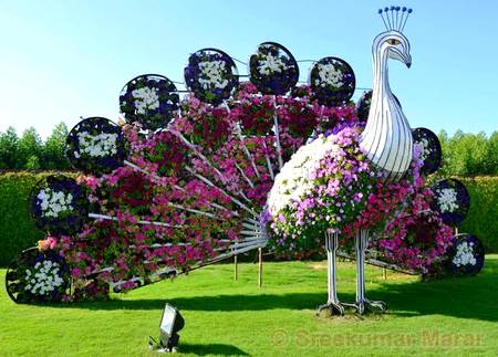 Peacock arrangement -Dubai
