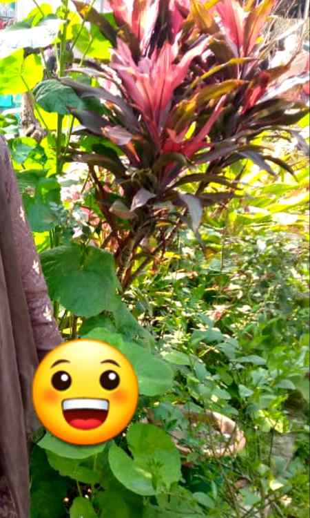 I love greenry natur lover ✌🍃🌸🌹🍀🌱🌲🌳🌴🌴🌷🌺🌻🌼🌾🌽🌿
