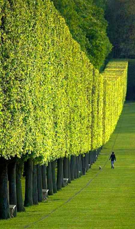 Awesome trees 💕💕