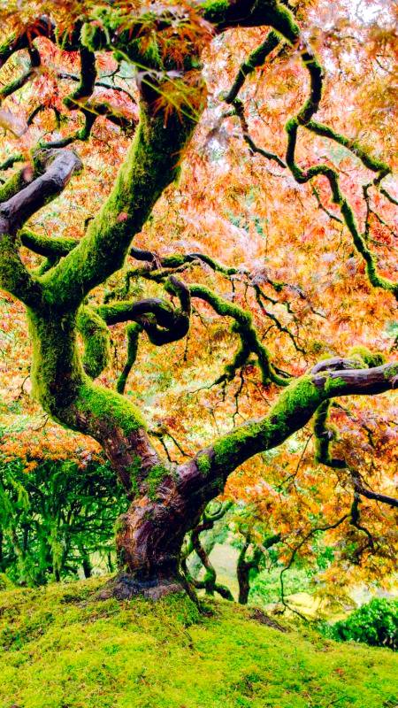 Beautiful tree