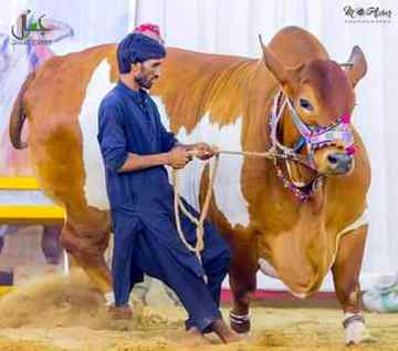 😍😍😍 MashaALLAH 😍😍😍
Anum Malik 😇