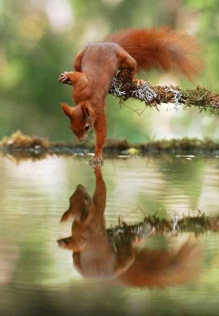 Beautiful image of squirrel that see her reflection in water best pic😍