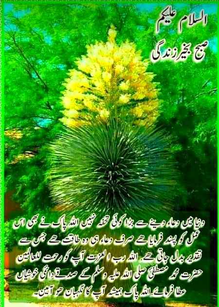 🌿🌹🌿AMEEN🌿🌹🌿