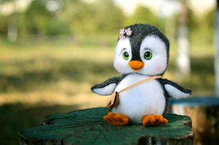 Baby penguin😮😮