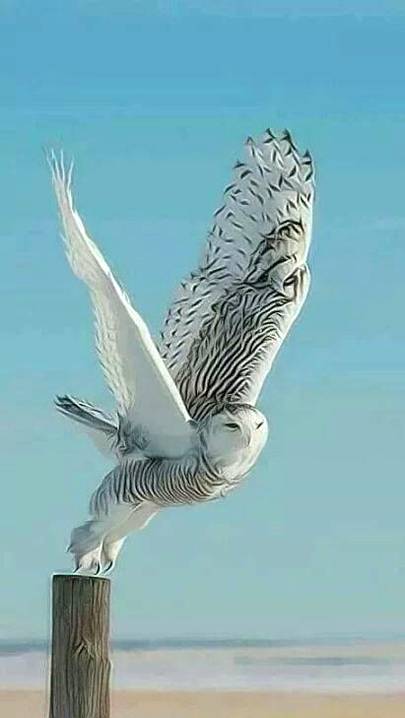 Beautiful Snowy owl photography 💕💕