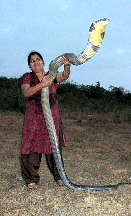 big snake (cobra)