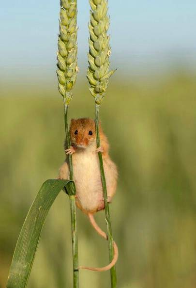 Harvest Mouse... Awesome photography 💕💕