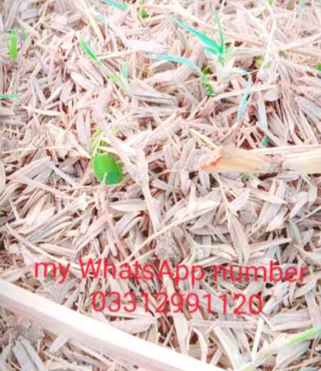 Only WhatsApp user's