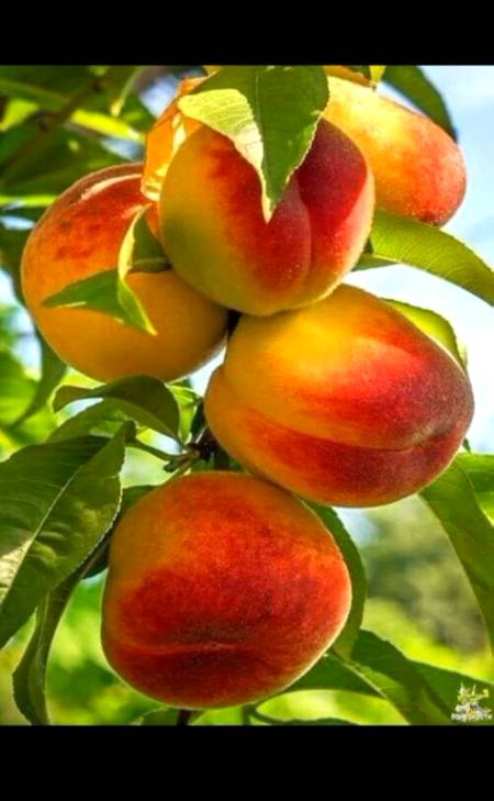 تو تم اپنے پروردگار کی کون کون سی نعمت کو جھٹلاؤ گے