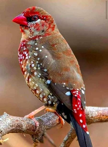قدرت کی کاریگری ماشااللّہ