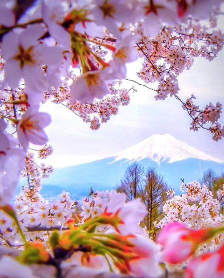 Cherry Blossom, Mount Fuji, Japan