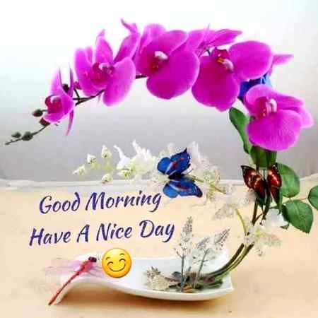 Asalam o alikum