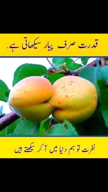 Gulab Jesi Khushbu, Chodhvi Ke Chand Jesi Chandni, Ferishton Jesi Masoomiyat, Suchai Ka Pekar, Lazawal Muhbbat, Shafqat, Tarap, Qurbani, Jab Ye Tamama Lafz Yakja Ho Jae To Bun Jata Hai Teen Hurfo Ka Lafaz "MAA".