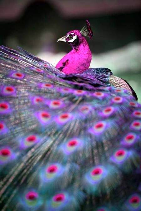 Beauty wild bird..