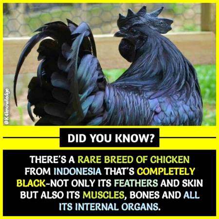 Psychology Facts