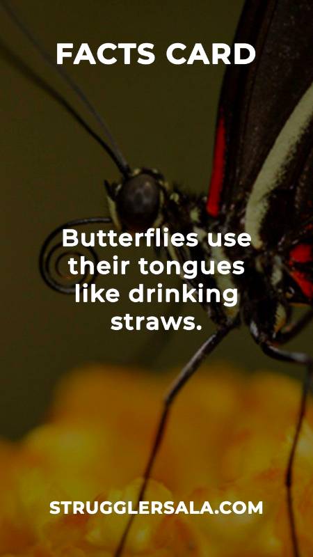 Do you know that about butterflies