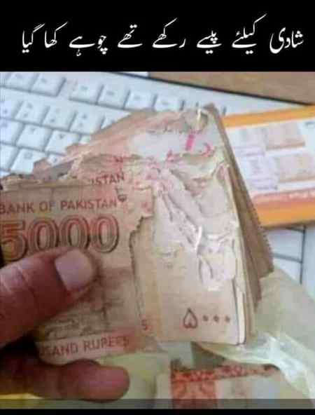 شادی کیلے رکھے تھے چوہے کھا گیا
