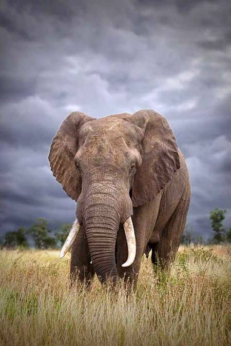 Sky view 👌🏻 Amazing pic Elephant
...