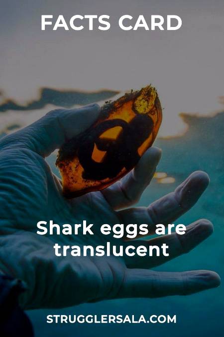 You should know that about shark's egg