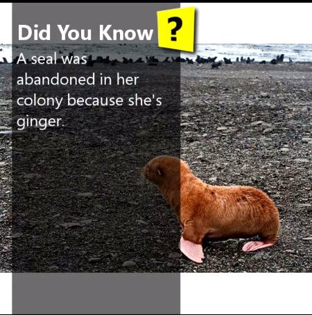 Did you known?