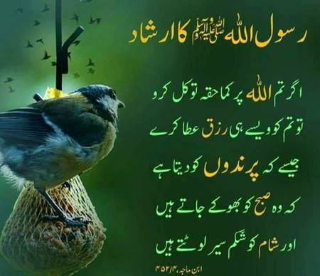 🌹🌹🌹صلی اللہ علی حبیبہ محمد نور من نوراللہ وعلی آلہ واہل بیتہ وعترتہ وازواجہ وصحبہ وجدہ وذریتہ و کل امتہ وبارک وسلم کثیراً کثیرا و دائماً ابدا 🌹🌹🌹