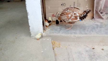 Died bura hal hy yar sb janwar mar rahy hy😭😭😭😭😭