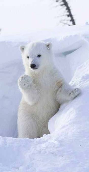 Beautiful pic of White bear ...one hand rise to say Hi 😍 Ice cabin ✨✨