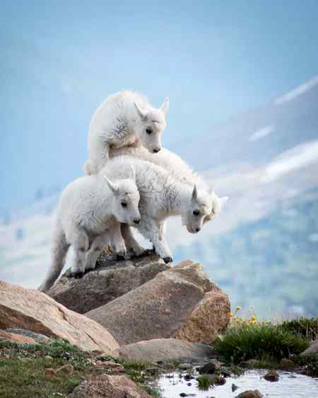 Beautiful animals 😍😍