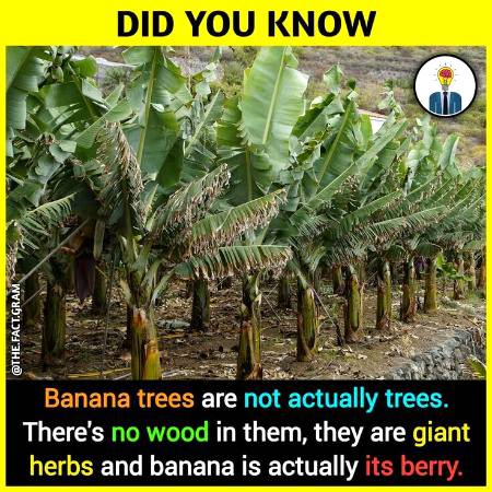DID YOU KNOW??