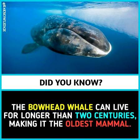 DID YOU KNOW??