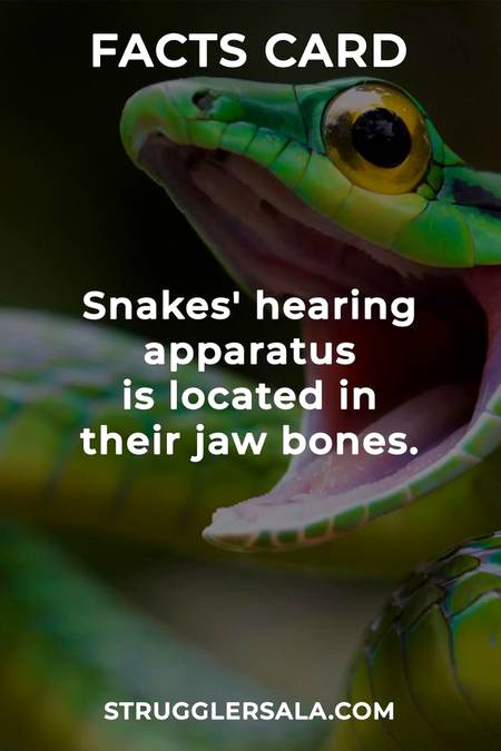 Do you know that About Snake