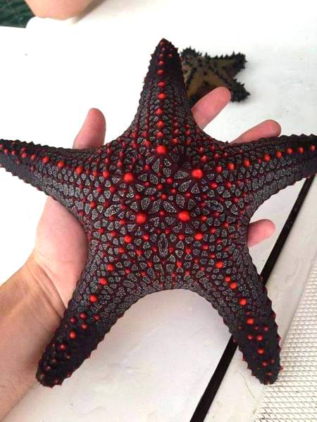 Starfish looking nice...