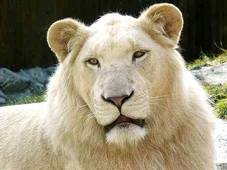 White Lion.