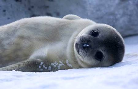 Baby seals 😍