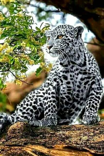 I also want to become a wild life photographer😋😖😶