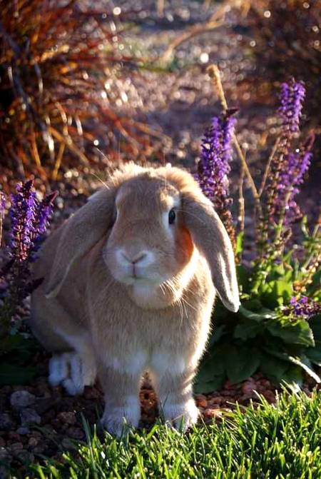 Beautiful pic of cute Rabbit 💞💞