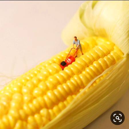 corn harvest time