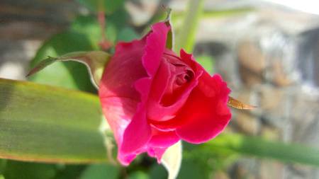 My home garden.capture by me