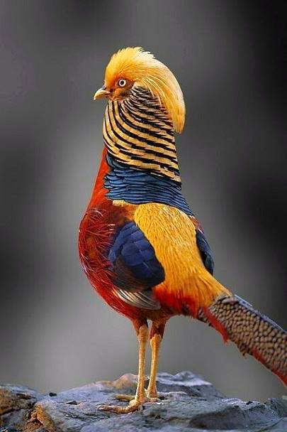 Beautiful and Extremely colorful bird💕💕
