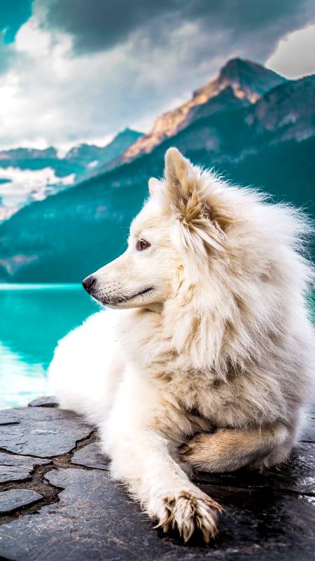for dog lovers...!