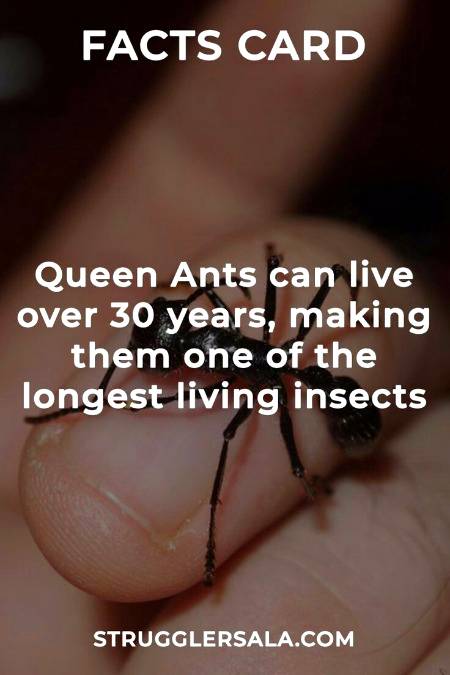 DID YOU KNOW??