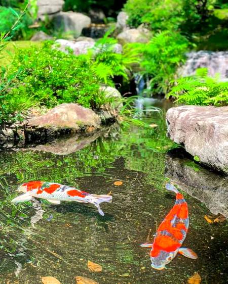 What do you like japanese fish