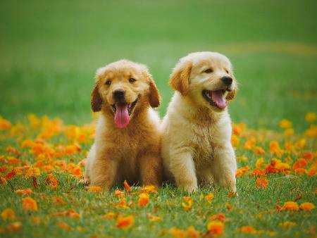 for dog lovers...!