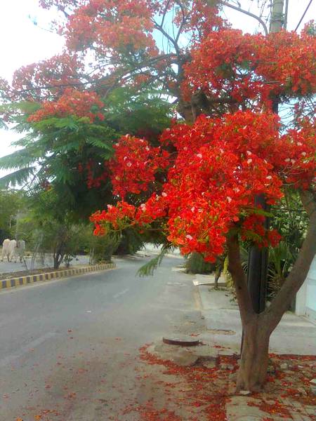 Beautiful Gulmohar tree present in Karachi Pakistan...