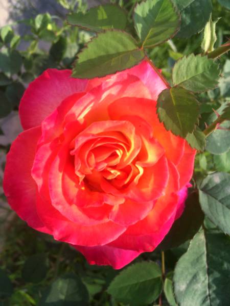 A beautiful flower of my garden