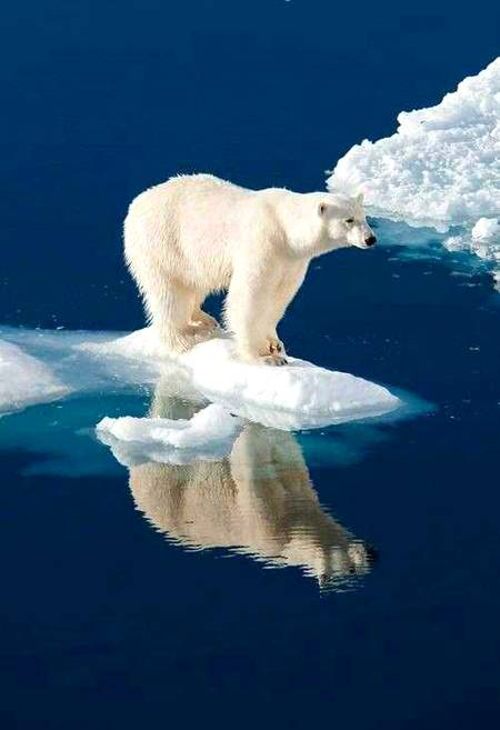 Amazing Edited pic of bear that show sad look 🔥 lonely