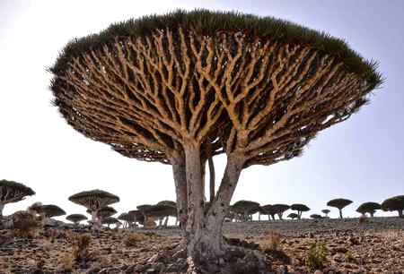 This tree consider the strange tree all over the world..
It is present in deserve that have little shade ,in deserve due to loss of water they have scale leaves that protect this tree to water loss and no more stoma are present... Strange tree🔥
