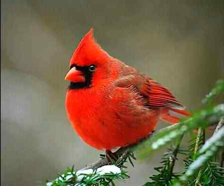 Sending by fareed ahmed shaikh