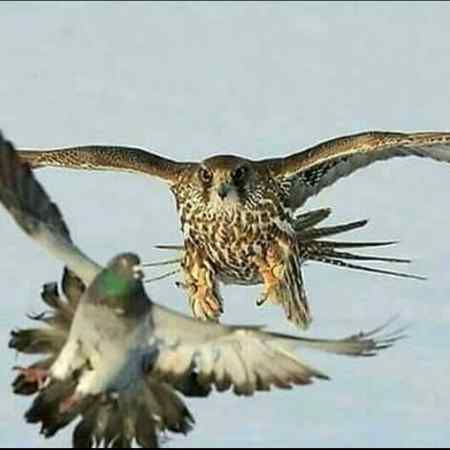 Amazing Hy na